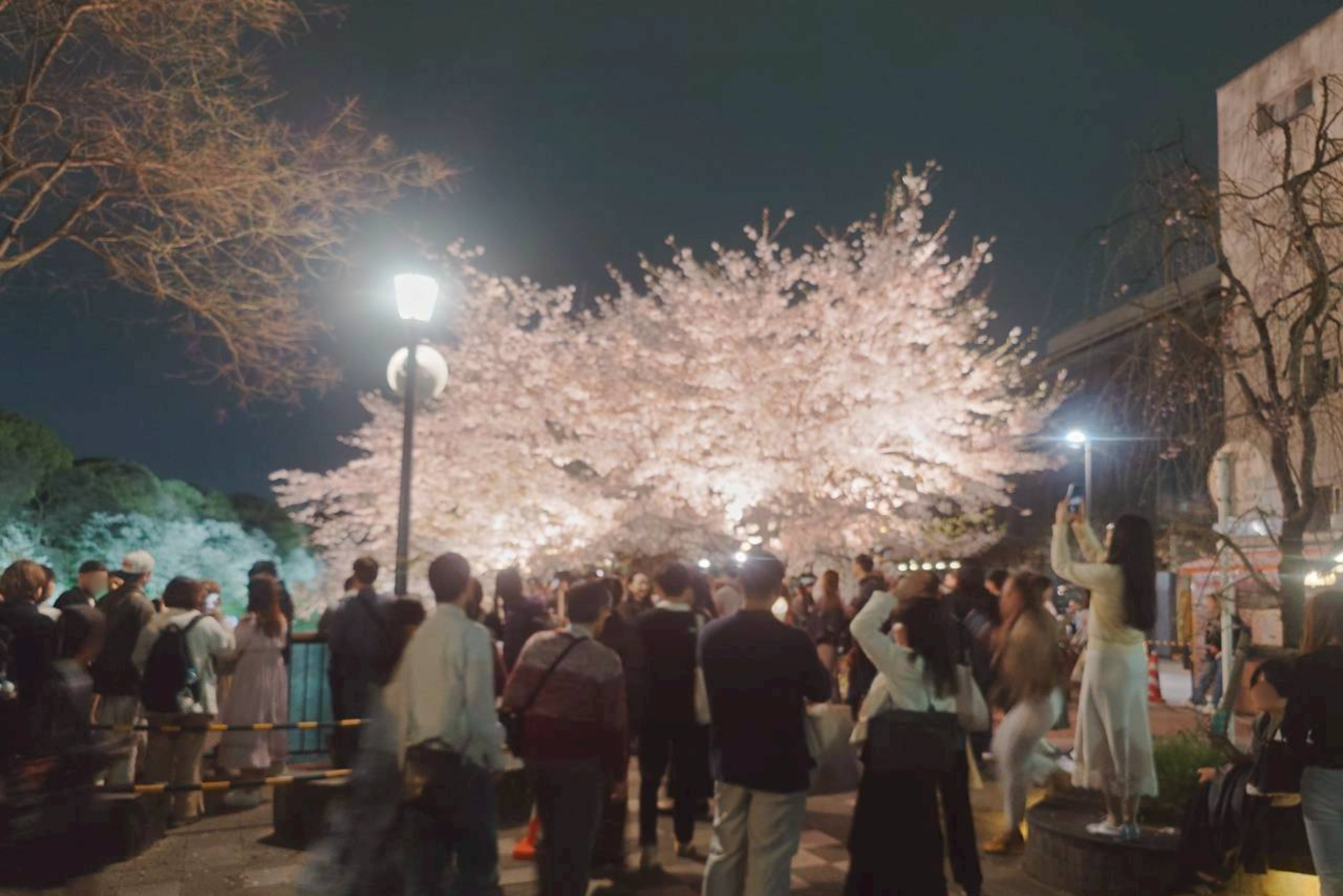 千鳥ヶ淵の夜桜ライトアップ1