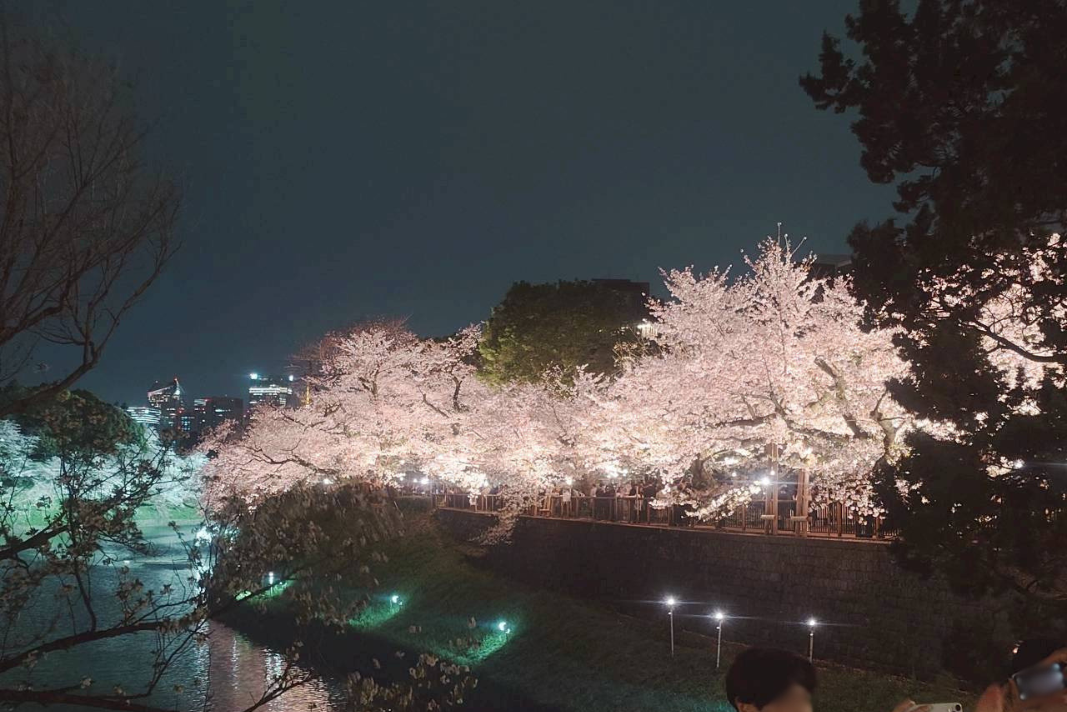 千鳥ヶ淵の夜桜ライトアップ2